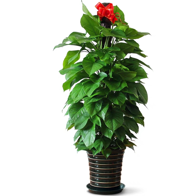 禾本綠植規(guī)格：0.5——2.5米由實(shí)地空間來(lái)設(shè)計(jì)擺放